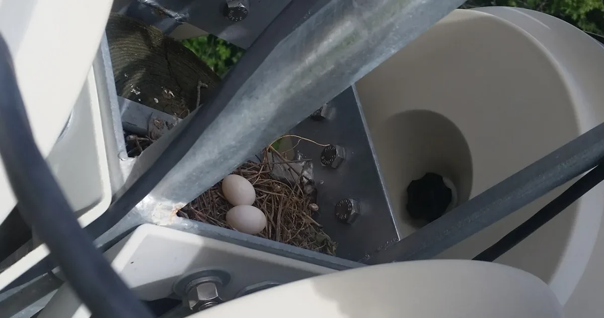 Bird Nest And Egss Found In Outdoor Siren During Maintenance